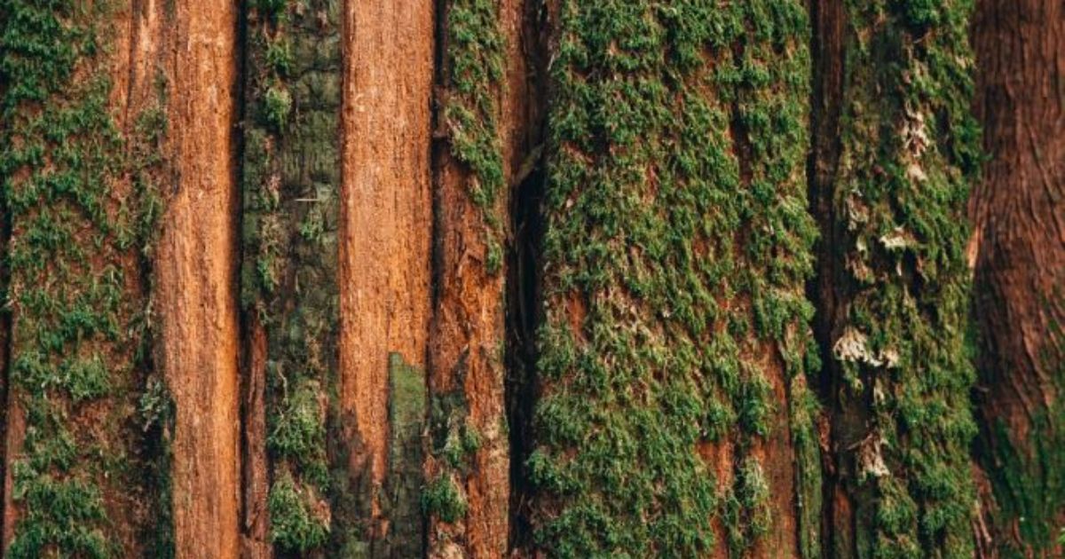 Western Red Cedar décor by Trespa The Smart Alternative